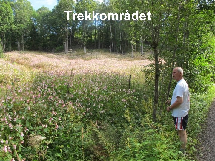 Trekkområdet 