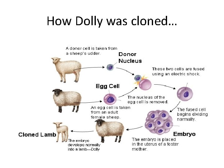 Cloning Objectives Be Able To Describe The Process