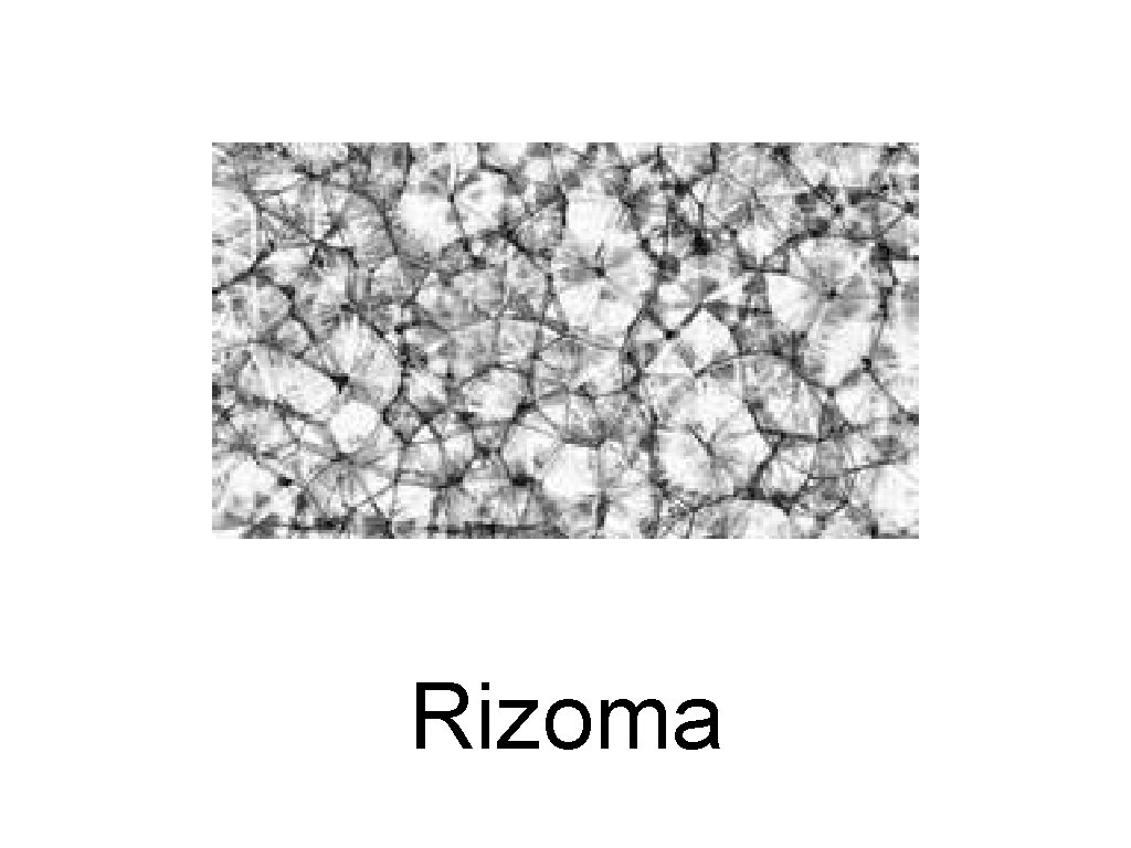 Rizoma 