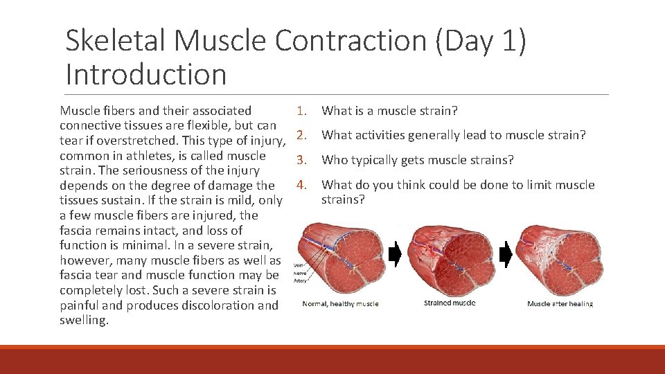 Skeletal Muscle Contraction (Day 1) Introduction Muscle fibers and their associated connective tissues are