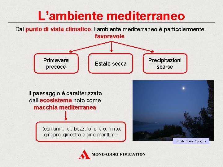 L’ambiente mediterraneo Dal punto di vista climatico, l’ambiente mediterraneo è particolarmente favorevole Primavera precoce