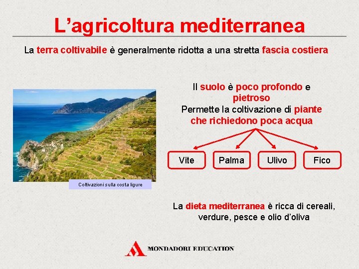 L’agricoltura mediterranea La terra coltivabile è generalmente ridotta a una stretta fascia costiera Il