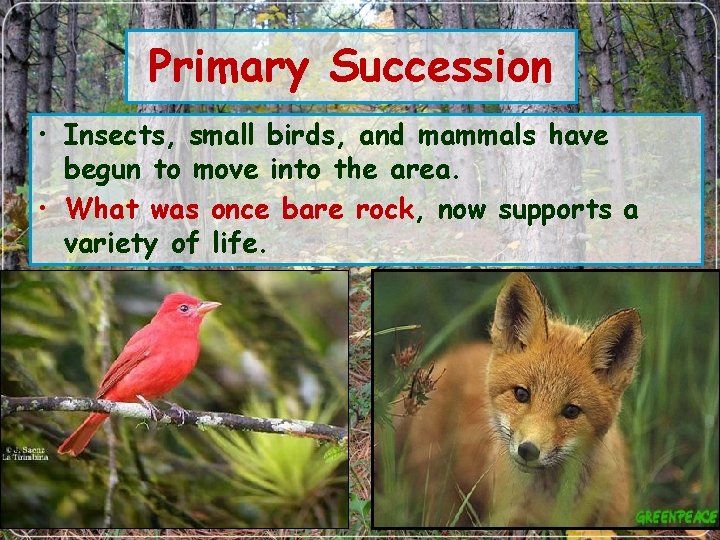 Primary Succession • Insects, small birds, and mammals have begun to move into the