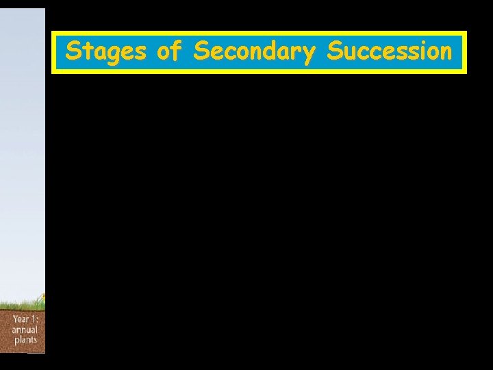 Ecological Succession Stages of Secondary Succession 