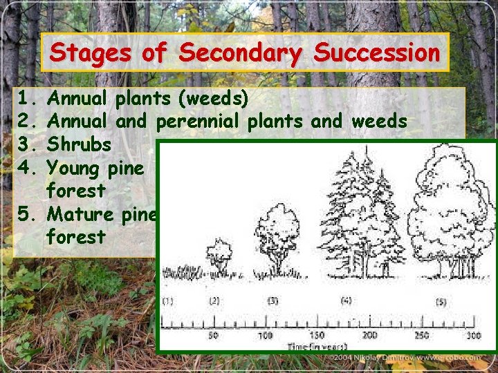 Stages of Secondary Succession 1. 2. 3. 4. Annual plants (weeds) Annual and perennial