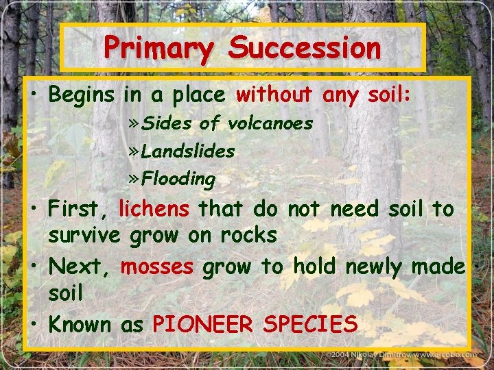 Primary Succession • Begins in a place without any soil: » Sides of volcanoes