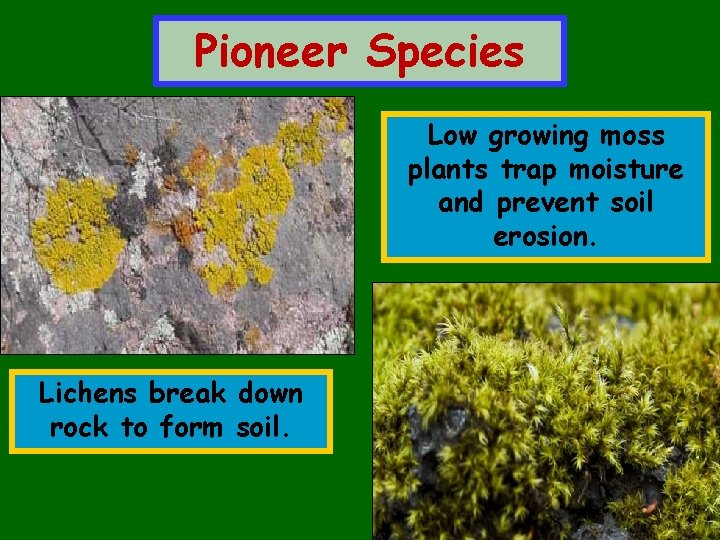 Pioneer Species Low growing moss plants trap moisture and prevent soil erosion. Lichens break