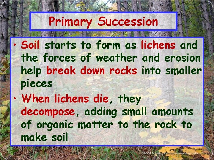 Primary Succession • Soil starts to form as lichens and the forces of weather