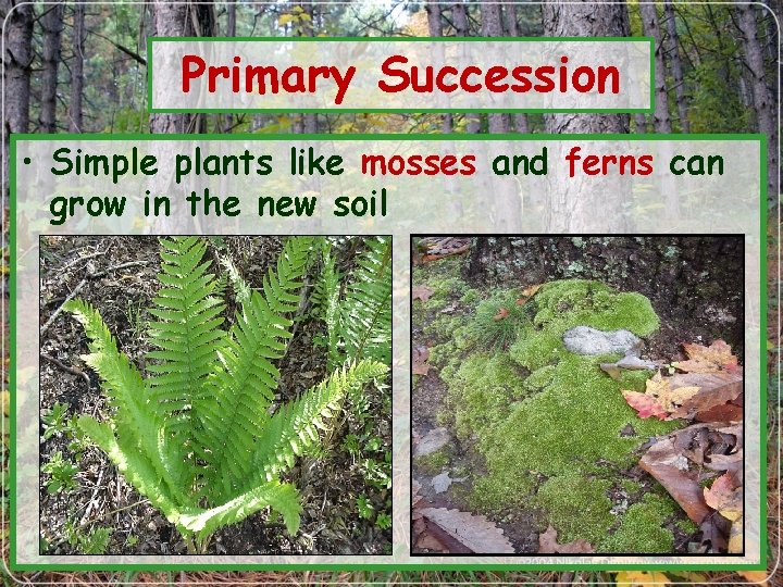 Primary Succession • Simple plants like mosses and ferns can grow in the new