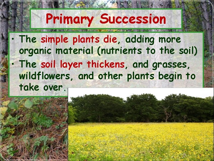 Primary Succession • The simple plants die, adding more organic material (nutrients to the