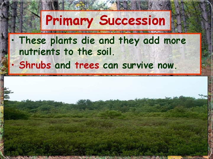 Primary Succession • These plants die and they add more nutrients to the soil.