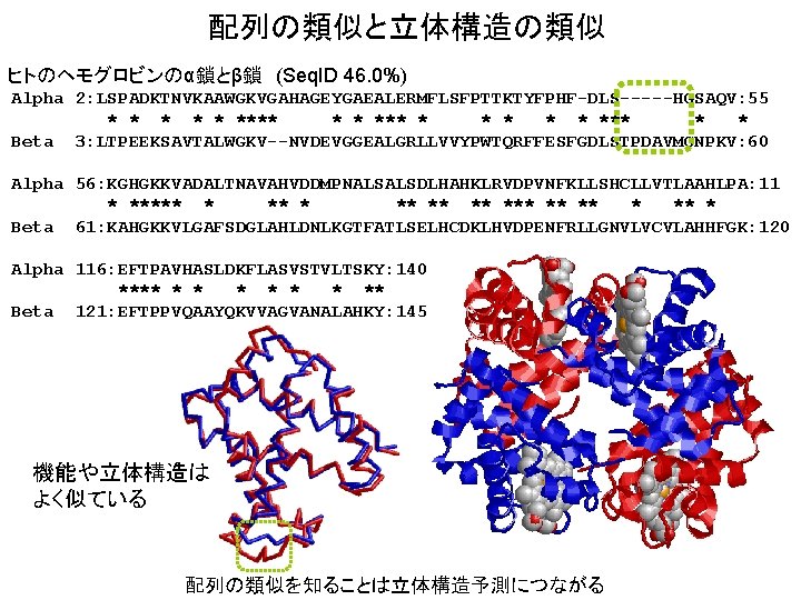 配列の類似と立体構造の類似 ヒトのヘモグロビンのα鎖とβ鎖　(Seq. ID 46. 0%) Alpha 2: LSPADKTNVKAAWGKVGAHAGEYGAEALERMFLSFPTTKTYFPHF-DLS-----HGSAQV: 55 * * **** * *