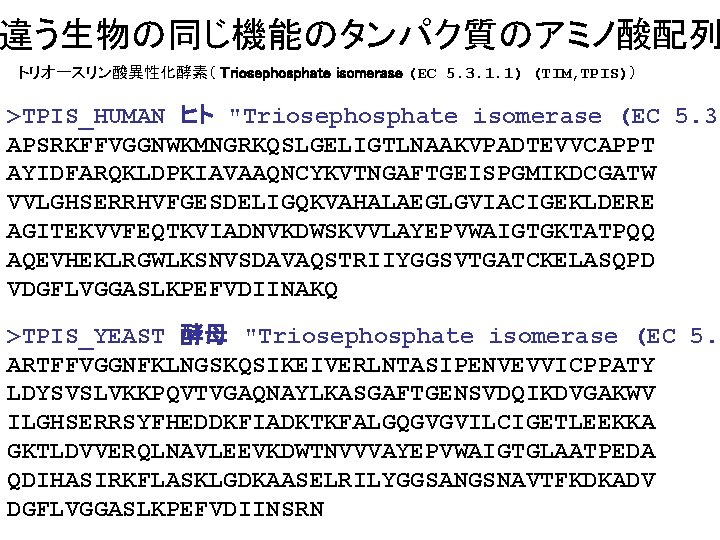 違う生物の同じ機能のタンパク質のアミノ酸配列 トリオースリン酸異性化酵素（ Triosephosphate isomerase (EC 5. 3. 1. 1) (TIM, TPIS)） >TPIS_HUMAN ヒト "Triosephosphate