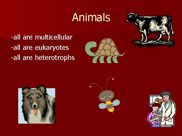 Animals -all are multicellular -all are eukaryotes -all are heterotrophs 