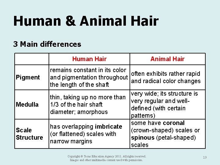 Human & Animal Hair 3 Main differences Human Hair Pigment Medulla Scale Structure Animal