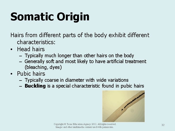 Somatic Origin Hairs from different parts of the body exhibit different characteristics: • Head