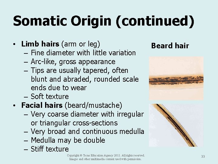 Somatic Origin (continued) • Limb hairs (arm or leg) Beard hair – Fine diameter