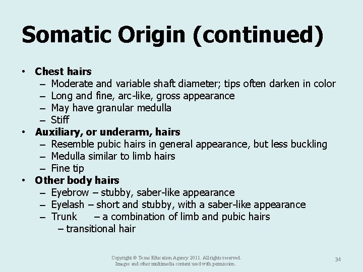 Somatic Origin (continued) • Chest hairs – Moderate and variable shaft diameter; tips often