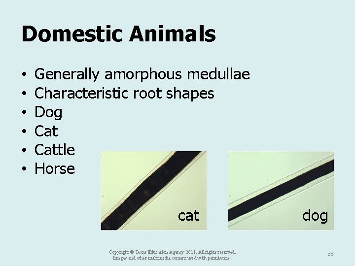 Domestic Animals • • • Generally amorphous medullae Characteristic root shapes Dog Cattle Horse