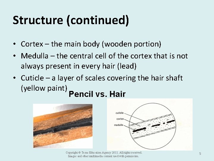 Structure (continued) • Cortex – the main body (wooden portion) • Medulla – the