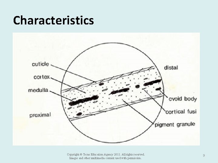 Characteristics Copyright © Texas Education Agency 2011. All rights reserved. Images and other multimedia