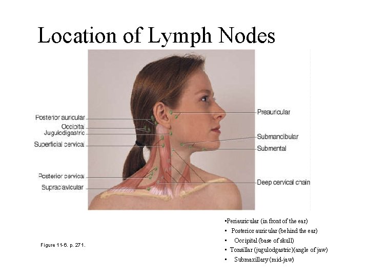 Location of Lymph Nodes • Periauricular (in front of the ear) • Posterior auricular