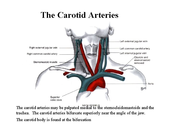 The Carotid Arteries The carotid arteries may be palpated medial to the sternocleidomastoids and