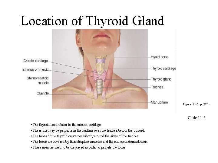 Location of Thyroid Gland Figure 11 -5. p. 271. Slide 11 -5 • The