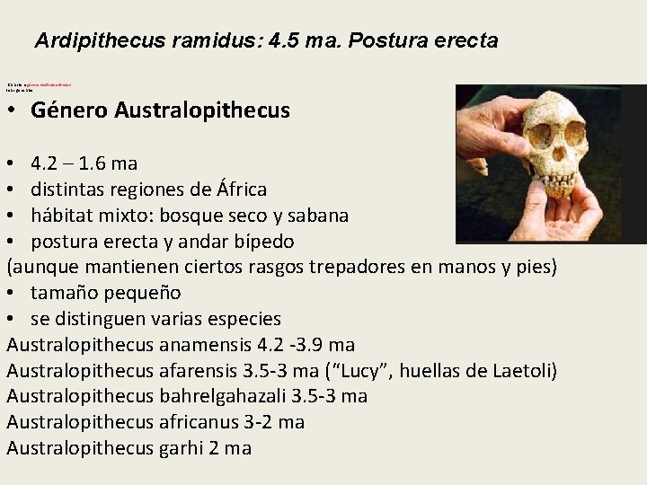 Ardipithecus ramidus: 4. 5 ma. Postura erecta Caracterísgénero Australopithecus ticas generales: • Género Australopithecus Ardipithecus ramidus: 4. 5 ma. Postura erecta Caracterísgénero Australopithecus ticas generales: • Género Australopithecus