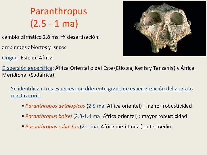 Paranthropus (2. 5 - 1 ma) cambio climático 2. 8 ma desertización: ambientes abiertos Paranthropus (2. 5 - 1 ma) cambio climático 2. 8 ma desertización: ambientes abiertos