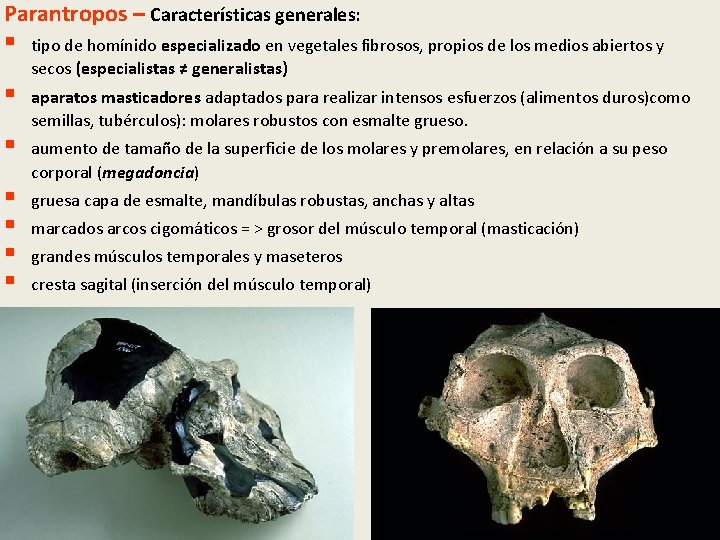 Parantropos – Características generales: § § § § tipo de homínido especializado en vegetales Parantropos – Características generales: § § § § tipo de homínido especializado en vegetales