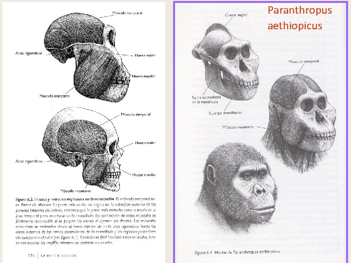 Paranthropus aethiopicus Paranthropus aethiopicus