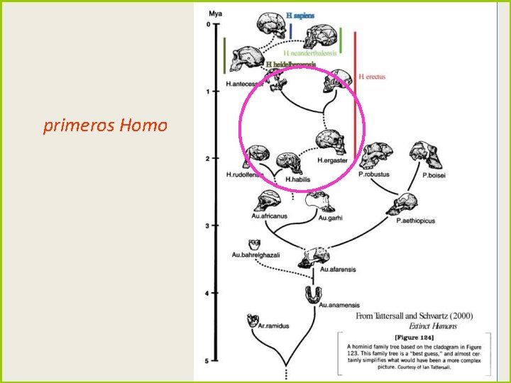 primeros Homo primeros Homo
