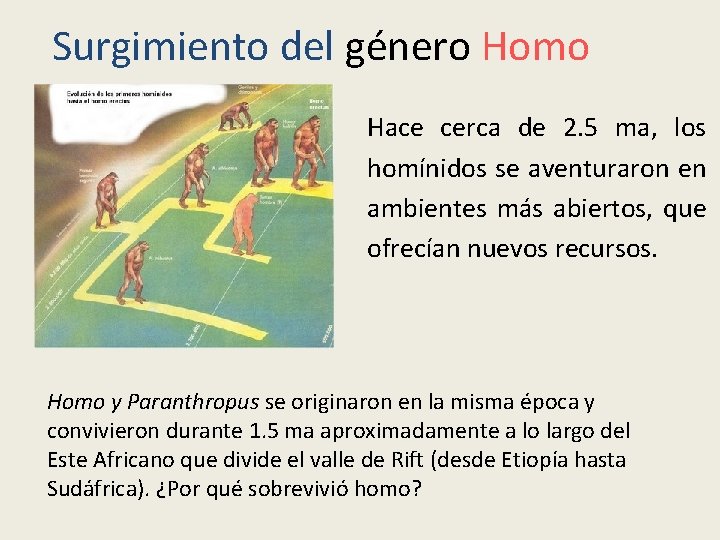 Surgimiento del género Homo Hace cerca de 2. 5 ma, los homínidos se aventuraron Surgimiento del género Homo Hace cerca de 2. 5 ma, los homínidos se aventuraron