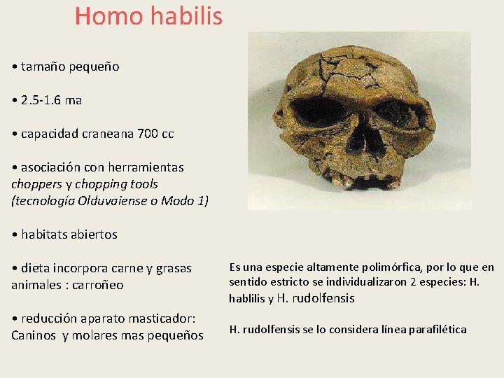 Homo habilis • tamaño pequeño • 2. 5 -1. 6 ma • capacidad craneana Homo habilis • tamaño pequeño • 2. 5 -1. 6 ma • capacidad craneana
