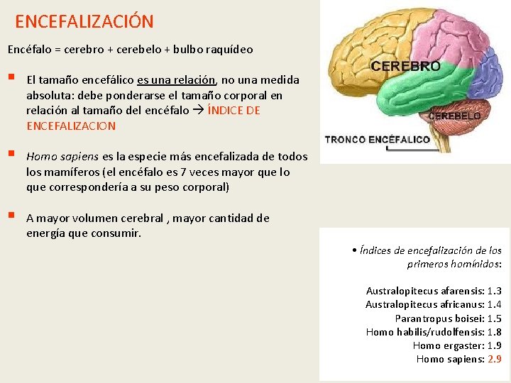 ENCEFALIZACIÓN Encéfalo = cerebro + cerebelo + bulbo raquídeo § El tamaño encefálico es ENCEFALIZACIÓN Encéfalo = cerebro + cerebelo + bulbo raquídeo § El tamaño encefálico es