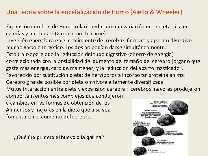 Una teoría sobre la encefalización de Homo (Aiello & Wheeler) Expansión cerebral de Homo Una teoría sobre la encefalización de Homo (Aiello & Wheeler) Expansión cerebral de Homo