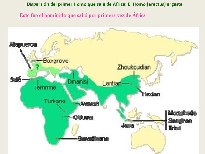 Dispersión del primer Homo que sale de Africa: El Homo (erectus) ergaster Este fue Dispersión del primer Homo que sale de Africa: El Homo (erectus) ergaster Este fue