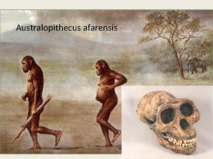 Australopithecus afarensis Australopithecus afarensis