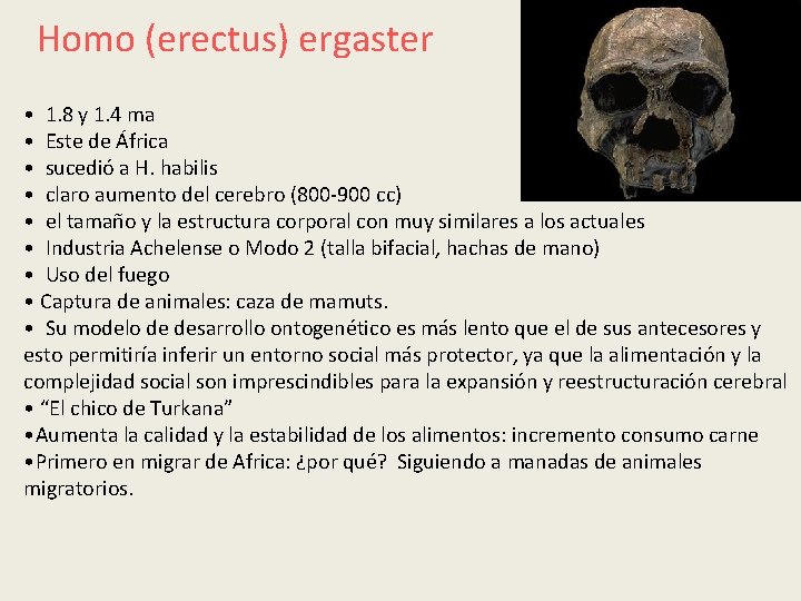 Homo (erectus) ergaster • 1. 8 y 1. 4 ma • Este de África Homo (erectus) ergaster • 1. 8 y 1. 4 ma • Este de África