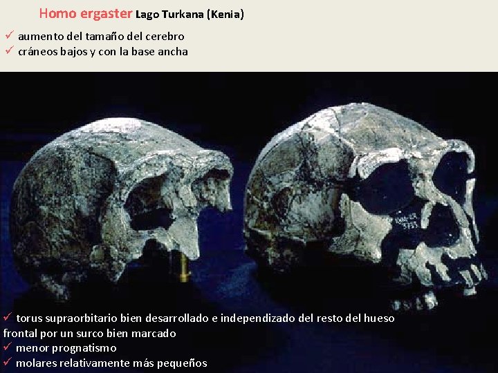 Homo ergaster Lago Turkana (Kenia) ü aumento del tamaño del cerebro ü cráneos bajos Homo ergaster Lago Turkana (Kenia) ü aumento del tamaño del cerebro ü cráneos bajos