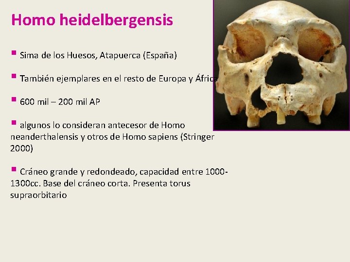 Homo heidelbergensis § Sima de los Huesos, Atapuerca (España) § También ejemplares en el Homo heidelbergensis § Sima de los Huesos, Atapuerca (España) § También ejemplares en el