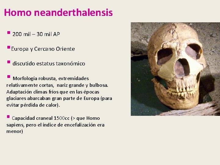 Homo neanderthalensis § 200 mil – 30 mil AP §Europa y Cercano Oriente § Homo neanderthalensis § 200 mil – 30 mil AP §Europa y Cercano Oriente §