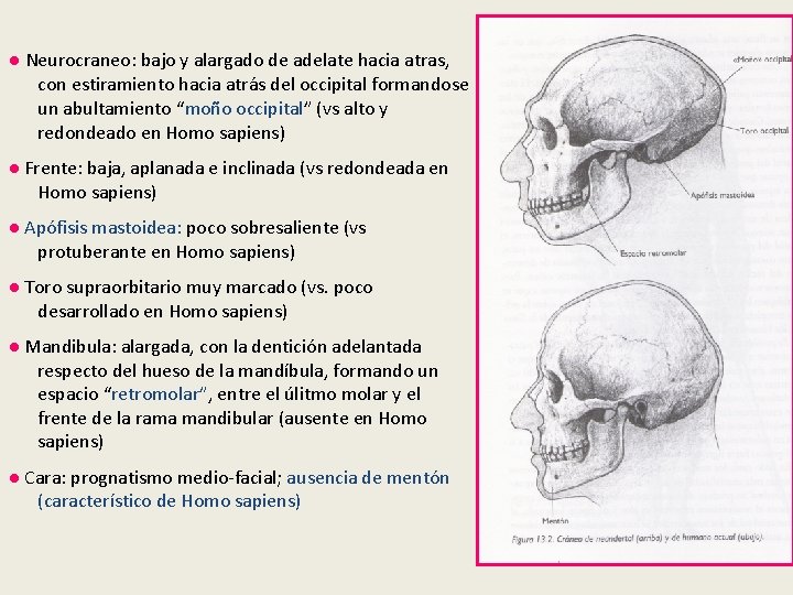 ● Neurocraneo: bajo y alargado de adelate hacia atras, con estiramiento hacia atrás del ● Neurocraneo: bajo y alargado de adelate hacia atras, con estiramiento hacia atrás del