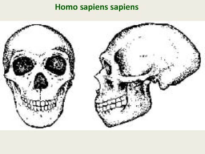 Homo sapiens Homo sapiens