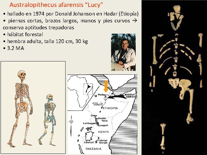 Australopithecus afarensis “Lucy” • hallado en 1974 por Donald Johanson en Hadar (Etiopía) • Australopithecus afarensis “Lucy” • hallado en 1974 por Donald Johanson en Hadar (Etiopía) •
