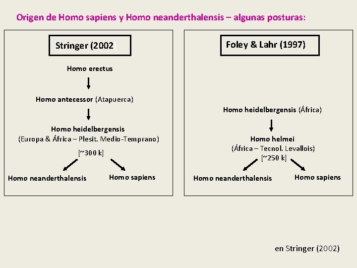 Origen de Homo sapiens y Homo neanderthalensis – algunas posturas: Stringer (2002) Foley & Origen de Homo sapiens y Homo neanderthalensis – algunas posturas: Stringer (2002) Foley &