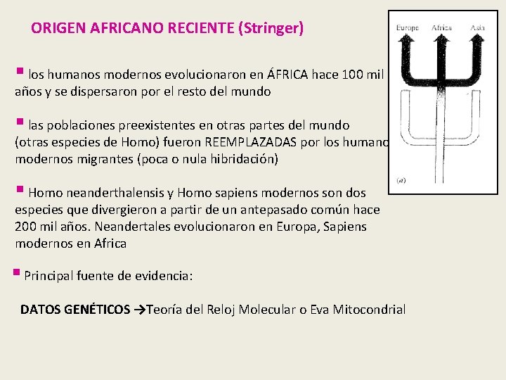 ORIGEN AFRICANO RECIENTE (Stringer) § los humanos modernos evolucionaron en ÁFRICA hace 100 mil ORIGEN AFRICANO RECIENTE (Stringer) § los humanos modernos evolucionaron en ÁFRICA hace 100 mil