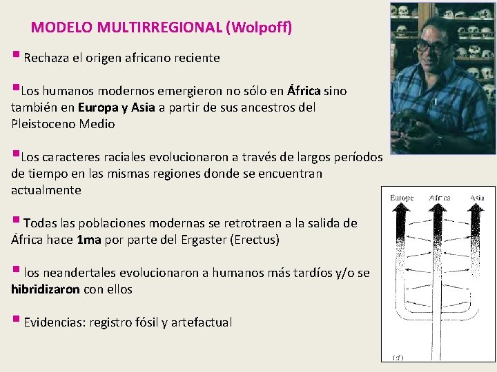 MODELO MULTIRREGIONAL (Wolpoff) § Rechaza el origen africano reciente §Los humanos modernos emergieron no MODELO MULTIRREGIONAL (Wolpoff) § Rechaza el origen africano reciente §Los humanos modernos emergieron no