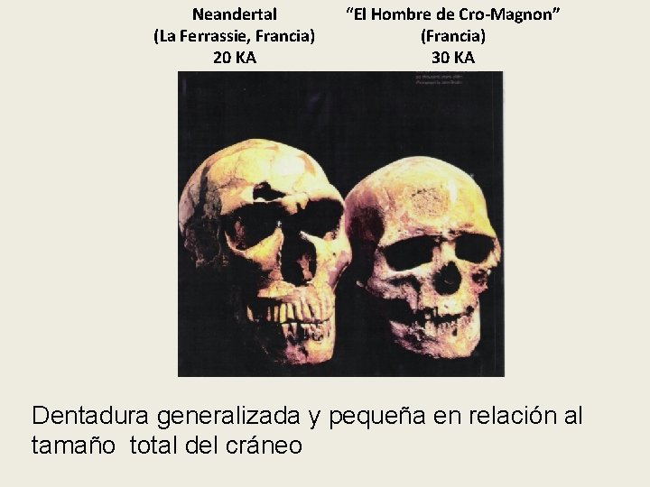 Neandertal (La Ferrassie, Francia) 20 KA “El Hombre de Cro Magnon” (Francia) 30 KA Neandertal (La Ferrassie, Francia) 20 KA “El Hombre de Cro Magnon” (Francia) 30 KA